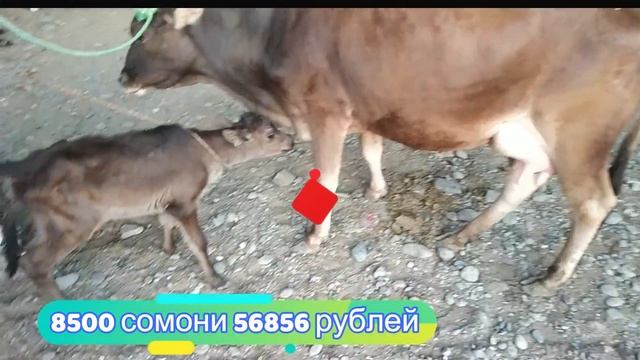 гов бозори регар гови ширте /? ширдор гови сиёҳало хатман тамошо кунед 29 сентябр смотреть онлайн