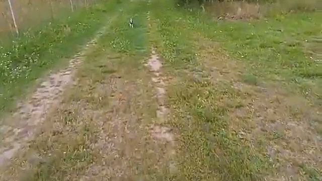 Прогулка с чихуахуа смотреть онлайн