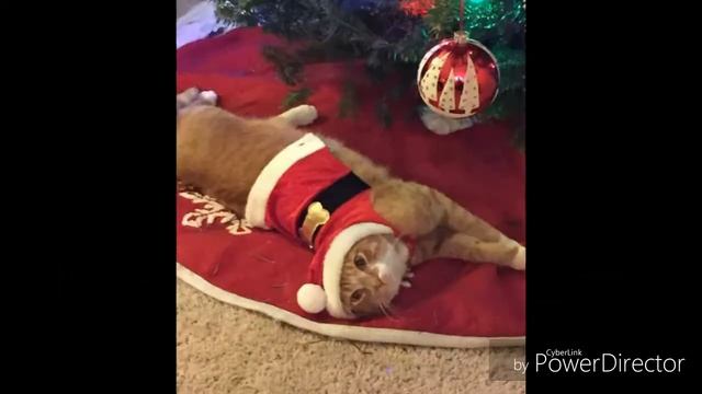 Что делать если дома есть животное... (Прикол) смотреть онлайн