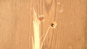 Ата армс пегасус пуля стрела рекорд 60 метров