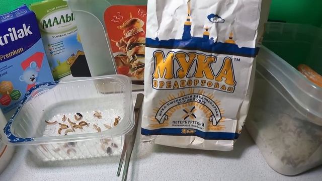 #ХРУЩАК малый МУЧНОЙ - содержание и разведение/Мучной червь /Жук хрущяк - стадии развития из личинк смотреть онлайн