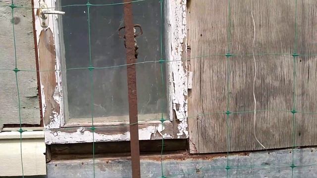 Тыква Бенинказа.Моя схема выращивания.Очень раннее цветение в середине июня. смотреть онлайн