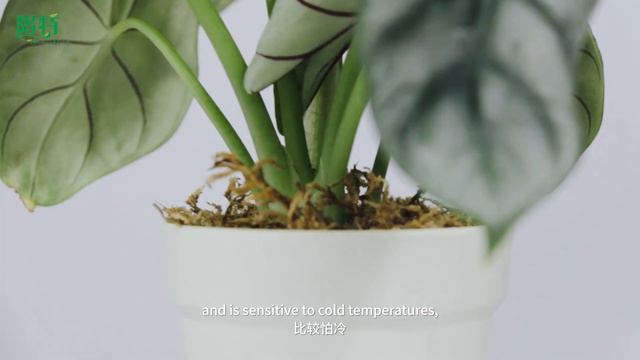 Foshan Youngplants | Alocasia baginda Silver Dragon Brief Intro смотреть онлайн