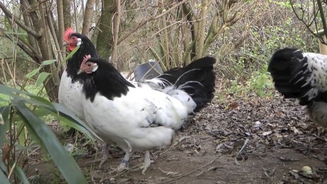 Lakenfelder Hühner смотреть онлайн