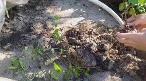 Размножение Шелковицы черенками