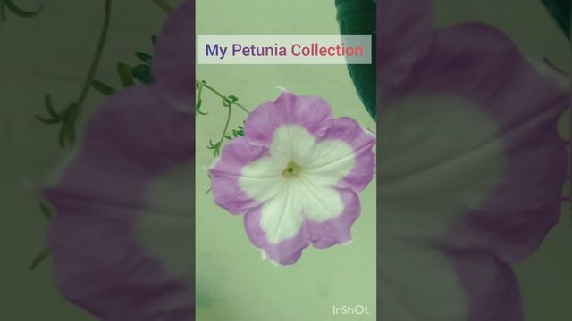 Different Colour Petunia In My Home❤️