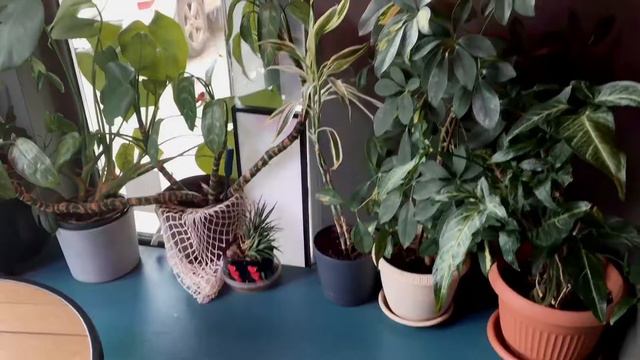 VLOG: барахолка, кофейня, день перед 8 марта|05.03.2022 смотреть онлайн