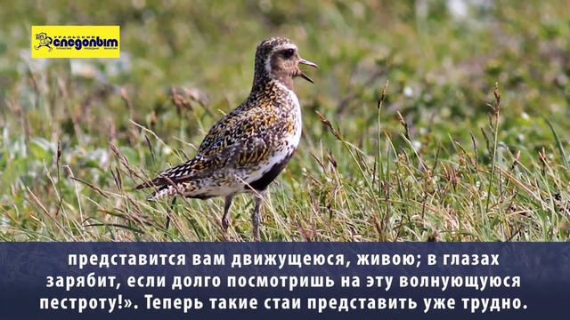 Золотистая ржанка смотреть онлайн