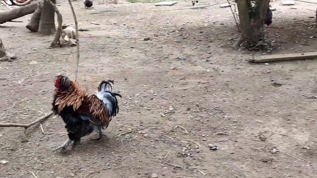 Продолжение влога- "У Наташи"?/Куры,утки,гуси,павлины,попугаи и тд. Абхазия 2023 смотреть онлайн