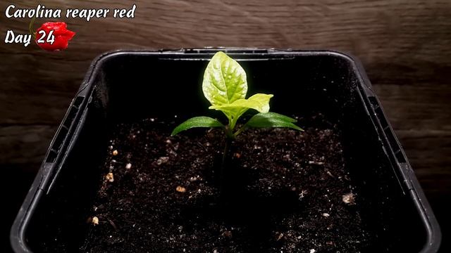 Каролина Рипер красная. Дни 16-30. Рост перца. смотреть онлайн