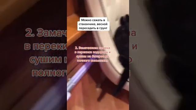 ?ЛАВАНДА ИЗ СЕМЯН? ЛУЧШИЙ СПОСОБ #shorts #лаванда #дача смотреть онлайн