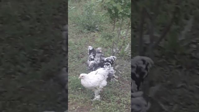 BRAMA TOVUQLARINI OʻZBEKISTONDA смотреть онлайн