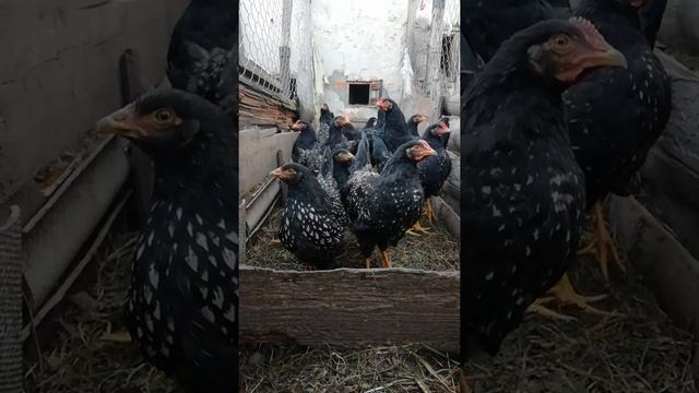Кури барневельдер серебро смотреть онлайн