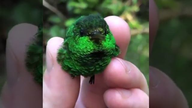 колибри /6г/ самий маленький в мире птица смотреть онлайн