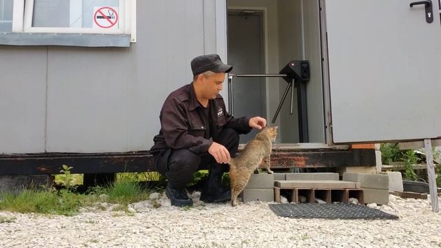 прощаюсь с диким лесным или Камышовым котом Василием ?? смотреть онлайн