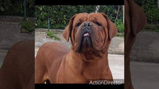 Allevamento Dogue De Bordeaux смотреть онлайн
