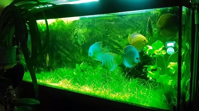 Включение МГ освещения в аквариуме смотреть онлайн