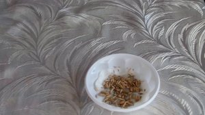 Как вырастить траву для кошек в домашних условиях?