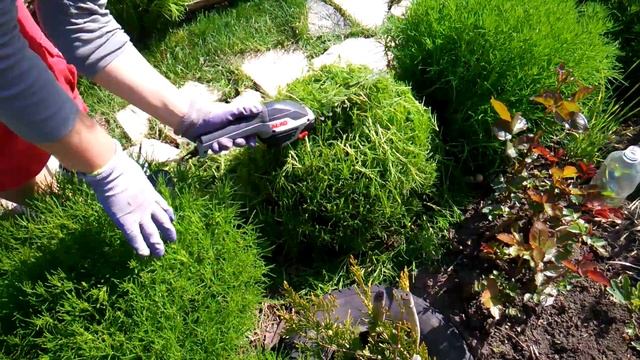 Стрижка Сантолины смотреть онлайн