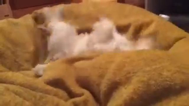 Джек Рассел копает мягкий мешок:) смотреть онлайн