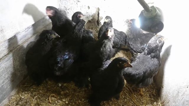 КУРЫ Мёрзнут ! К нам идет зима смотреть онлайн