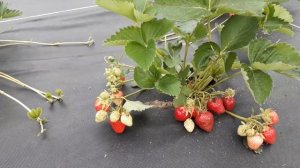 Клери - клубника, описание сорта (Итальянский сорт)