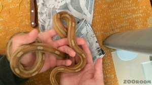 Распаковка змей. Приехали новые питомцы)