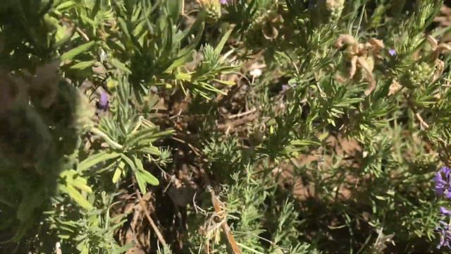 Spanish vs English Lavender 💟 смотреть онлайн