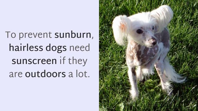 18 Facts You May Not Know About Chinese Crested Dog смотреть онлайн