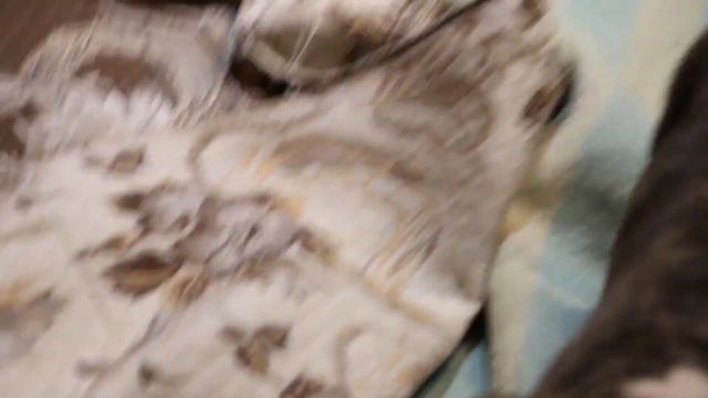 Американский стаффордширский терьер щенок Астиларс Ульмен смотреть онлайн