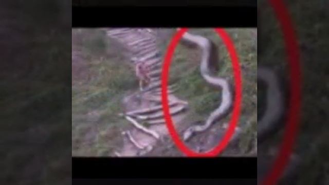 Самые большие змеи в мире смотреть онлайн