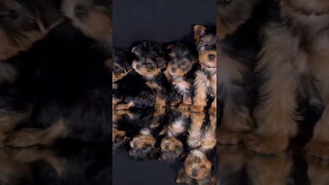 Много Йорков не бывает)) смотреть онлайн