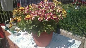 Мимулюс, цветёт до бесконечности!