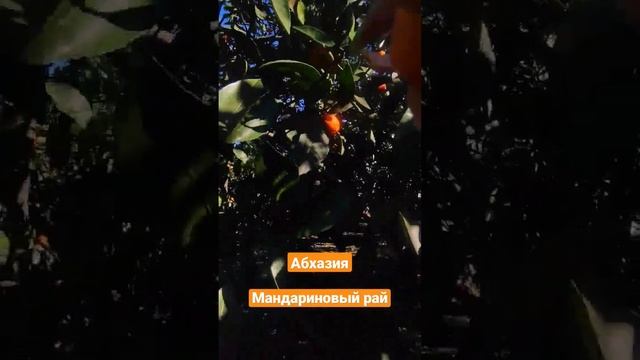 Абхазия 2023 Собираем мандарины в январе #абхазия #зимавабхазии #абхазия2023 #отдыхвабхазии смотреть онлайн