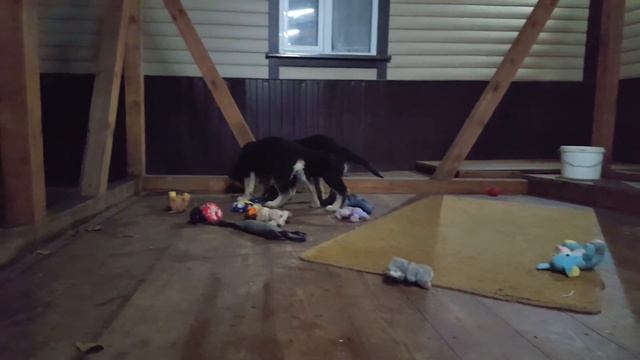 27 декабря 2016 г. смотреть онлайн