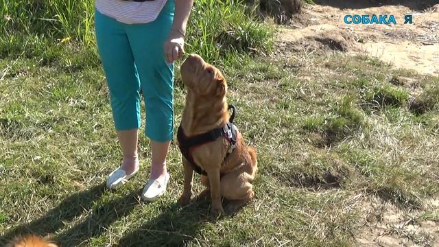 Собака шарпей | Команда рядом | Собака я дрессировка на улице смотреть онлайн
