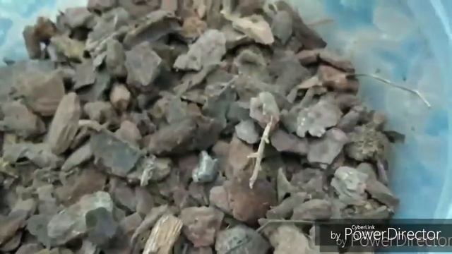 ОРХИДЕИ, coelogyna asperata, пересадка, субстрат, содержание в домашних условиях смотреть онлайн