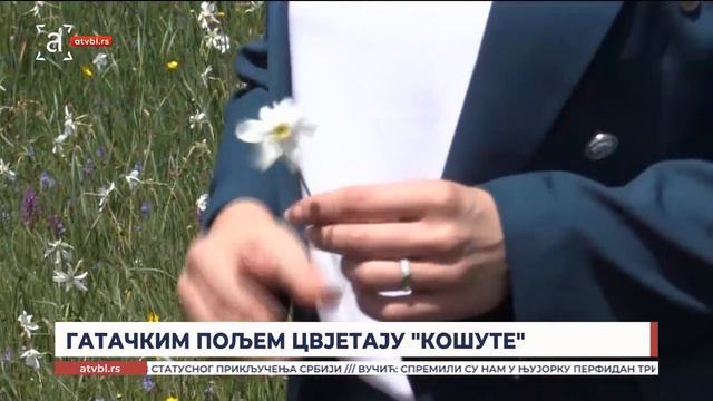 Гатачким пољем цвјетају 