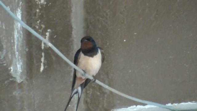 Энциклопедия птиц: Деревенская ласточка (Hirundo rustica) смотреть онлайн