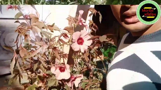 cranberry hibiscus leaves benefits, টেঙামৰা শাক, সাচেং টেঙা, নেষ্টা টেঙা, Gardening video смотреть онлайн