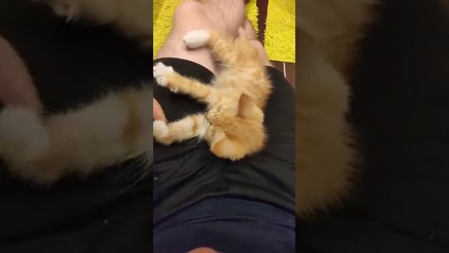 Котёнок породы Анатолийская рыжая смотреть онлайн