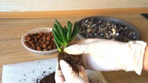 Толстянка (Крассула) ХОББИТ. Пересадка