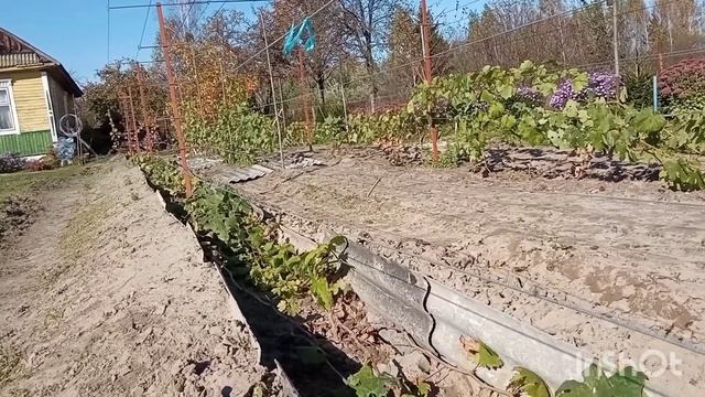 помоги лозе вызреть . Пока не поздно.лоза успеет вызреть если сделать так смотреть онлайн