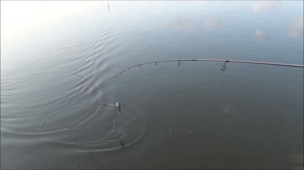 Плавающий cвимбейт Izumi Shad Alive 106FL