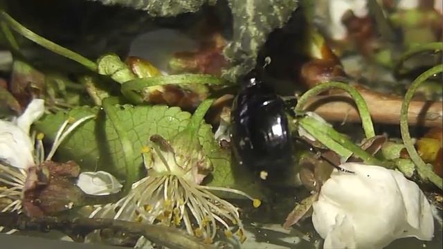 ИНСЕКТАРИЙ: 174. Падальный Карапузик (Margarinotus brunneus) смотреть онлайн