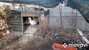 Содержание и вес муларда после 3х и 5ти месяцев,есть ли смысл их содержать до 5 мес?.