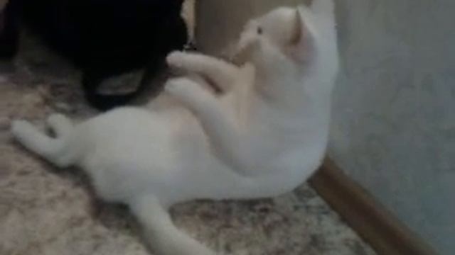 Кота прет смотреть онлайн