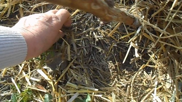 Первые весенние работы на просыпающей малине. смотреть онлайн