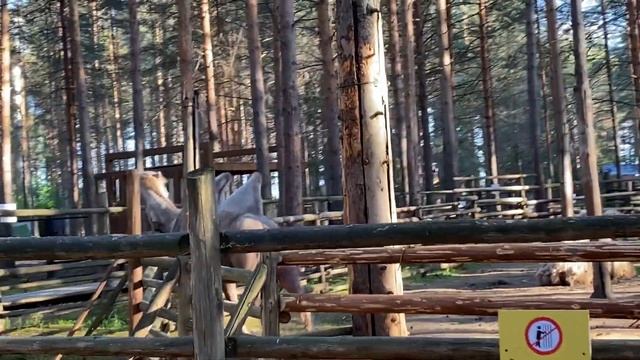 Зоопарк / Московский Зоосад Деда Мороза в Великом Устюге/ Пруд где рыбачит Дед Мороз смотреть онлайн