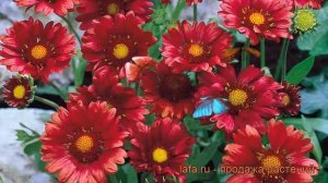 Гайлардия гибридная Бургундер (gaillardia hybrida) ? обзор: как сажать, саженцы гайлардии Бургундер